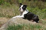 BOSTON TERRIER 236
